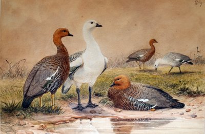 Hochlandgans (Bernicla magellanica), 1852-54 von Joseph Wolf